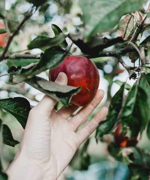  A hand plucking fruit, the first sin when Adam and Eve chose to disobey God