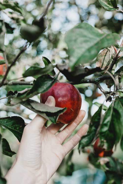 A hand plucking a red apple, reminding us of humanity's fall in Genesis