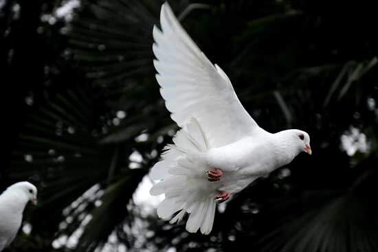 Dove flying as we learn true prophets have Holy Spirit in their hearts and show fruits of the Spirit as listed in Galatians 5 