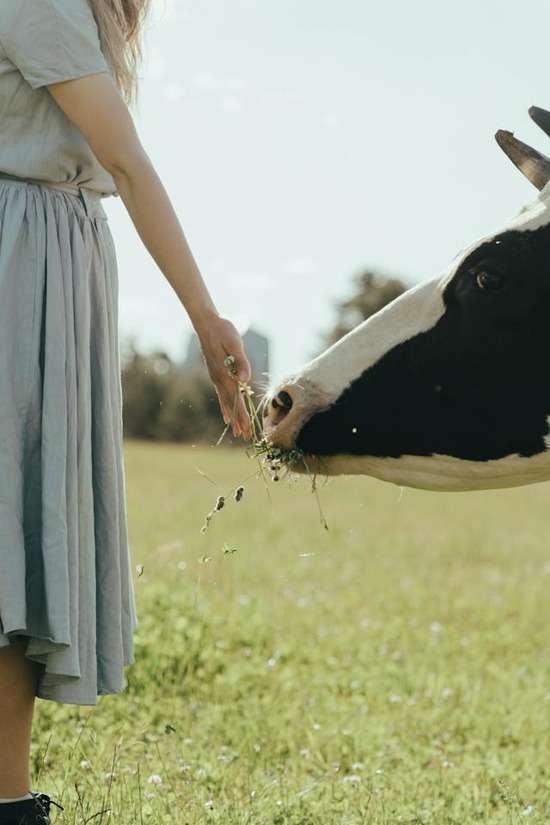 A girl in a blue dress holding out a handful of grass to a cow