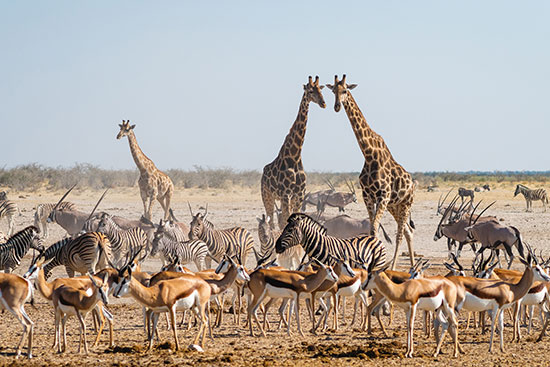 Giraffe, antelopes, and zebras, all animals created by God on the sixth day of Creation