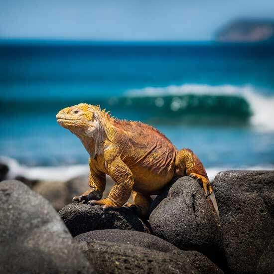 An iguana on the Galapagos islands where Charles Darwin developed a theory of origins other than Creationism