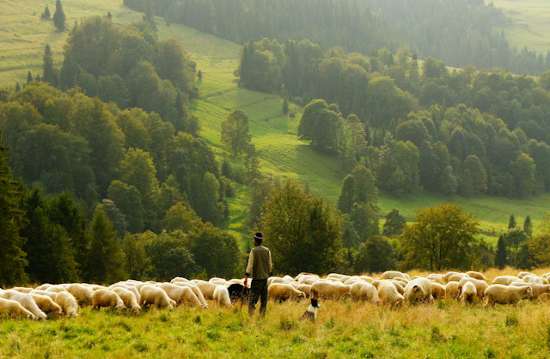 A shepherd on a hill watching over a herd of sheep, symbolizing the role pastors play with their congregations