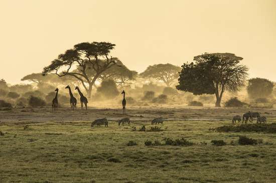 A misty African plain with grazing zebra and giraffes. 