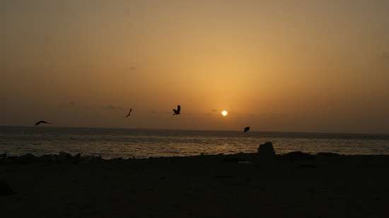 The sun sets on the beach as birds fly by.